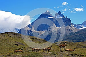 Guanacos in Torres del Paine National Park, Chile