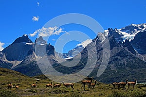 Guanacos in Torres del Paine National Park, Chile