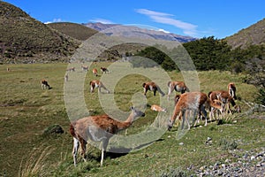 Guanacos in Torres del Paine National Park, Chile