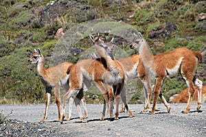 Guanacos in Torres del Paine National Park, Chile