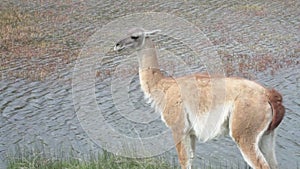 Guanacos at waters edge