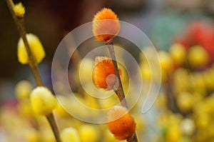 In guangdong province, every Spring Festival, people buy flowers and plants, a symbol of happiness and auspiciousness