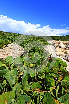 Guanica Reserve - Puerto Rico photo