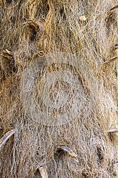 Guano barbudo a.k.a. old man palm Coccothrinax crinita, closeup of trunk with thatch fibers, vertical