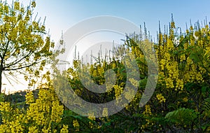 Guapuruvu tree also known as Zope tree.