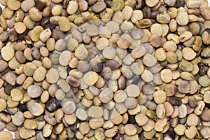 The guar or cluster bean seeds photo