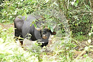 Guar or Indian bison, wild black ox hiding under bush beside rural road in nation park while eating salt from the pond