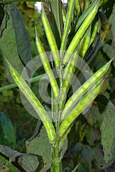 The guar or Lond bean