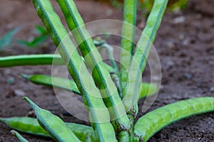 The guar or Lond bean photo