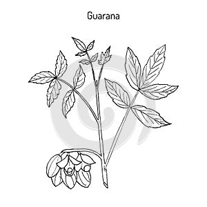 Guarana branch with fruit and leaves