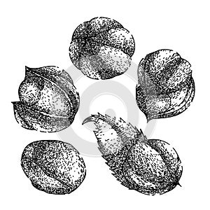 guarana fruit set sketch hand drawn vector