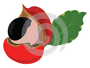 Guarana fruit, vector or color illustration