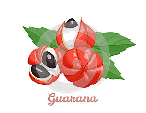 Guarana isolated. Vector illustration of superfood fruit