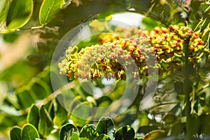 Guarango, known as Caesalpinia spinosa (Molina) Kuntze, belongs to the leguminous species.