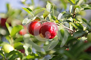 GuaranÃ¡ Fruit