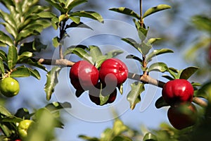 GuaranÃ¡ Fruit