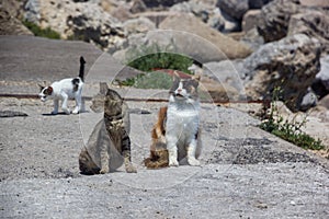 Guard Cats on Rock