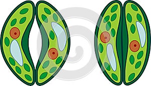 Guard cells of stoma photo