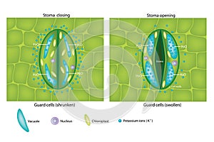 Guard cells swollen and Guard cells shrunken. Stoma closing and Stoma opening.