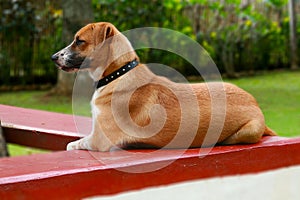 Guard dog photo