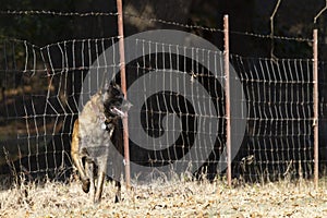 Guard dog on alert with rustic fence