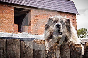 The guard dog behind the fence on the background of the house