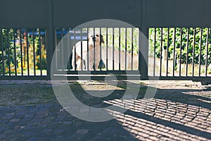 Guard dog behind the iron gate in the garden of a country house. Domestic pet protect home. Puppy sits in the courtyard