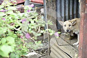 Guard Dog in the Cage at the Villa