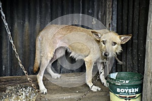 Guard Dog in the Cage at the Villa