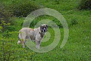 Guard Dog, Caucasian Shepherd on meadow