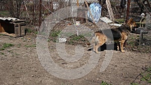 Guard dog on a chain,