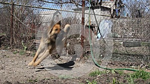 Guard dog on a chain