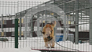 A guard dog on a chain barks and guards the territory.