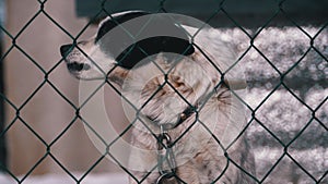 Guard dog on a chain behind the fence on the backyard barks at people in winter.