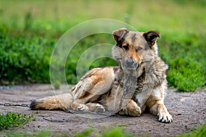 Guard dog on the chain. Chain dog.