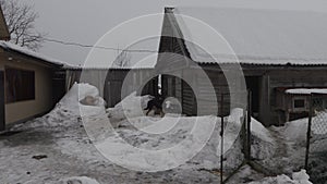 Guard dog on a chain in a dirty snowy yard