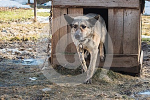 The guard dog on the chain leaves the kennel