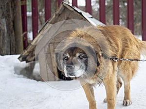 A guard dog on a chain near the kennel in winter. Defender, home guard. animals