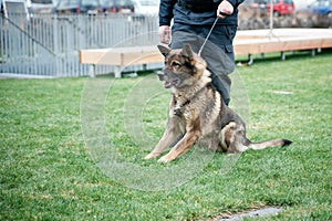 Guard dog on leash