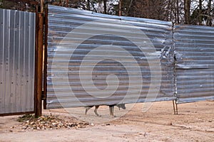 Guard dog looking out from under the fence