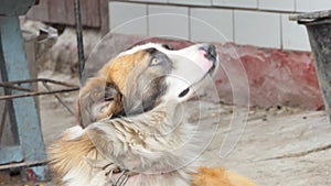 Guard dog looks back, close-up. Portrait of a watchdog, a guard of private territory.