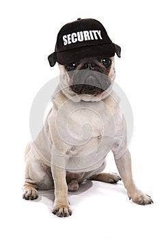 Guard dog pug