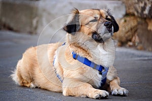 Guard Dog - Santiago de Compostela