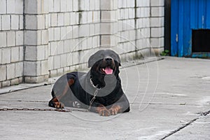 A guard dog tied to a chain lies near the booth. Rottweiler