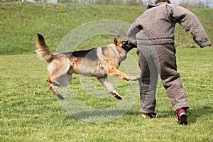 Guard dog training hard
