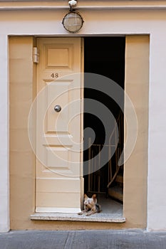Guard dog - Valletta
