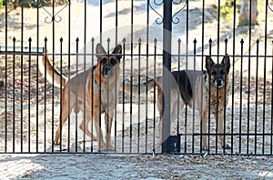 Guard_dogs