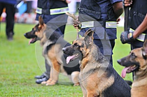 Guard Dogs I