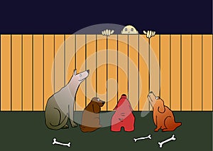 Guard dogs and thief