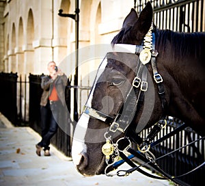 Guard horse in London